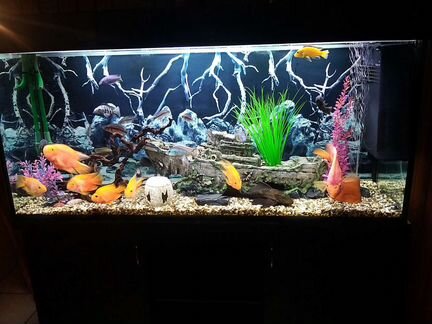 Чистка и обслуживание аквариумов