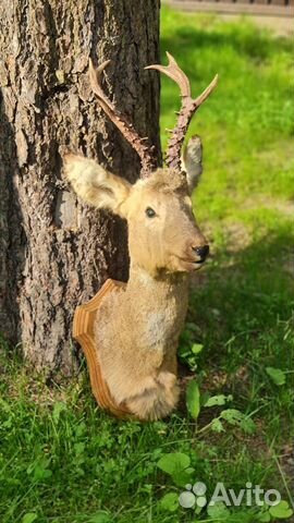 Чучело головы косули