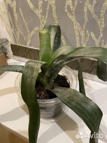 Комнатное растение Эхмея