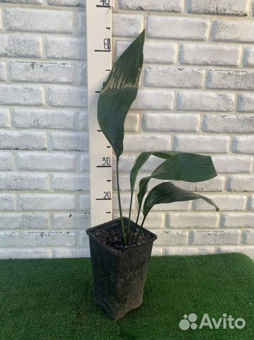 Аспидистра