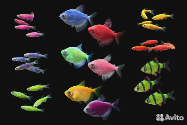 Аквариумные адаптированные рыбки