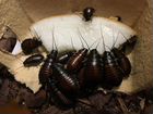 Мадагаскарские (шипящие) тараканы объявление продам