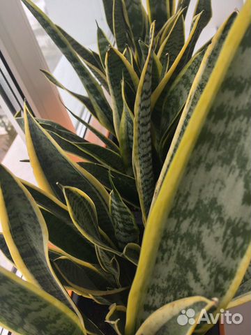 Сансевиерия, Лауренти