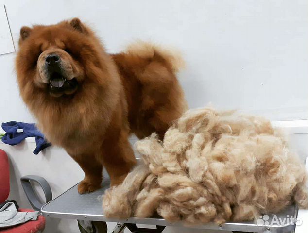 Стрижка собак и кошек. Груминг