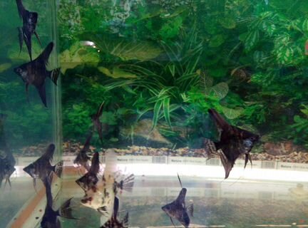 Аквариумные рыбки