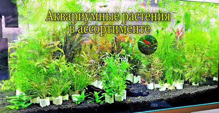 Аквариумные растения (Отправка по России)