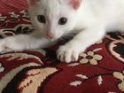 Котёнок Белая девочка 4 месяца объявление продам