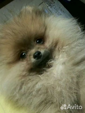 Породные Мишутки -Топтышки-Помпышки