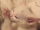 Котята породы Ангора объявление продам