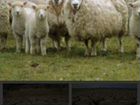 Продажа овец на мясо и с ягнятами на племя объявление продам
