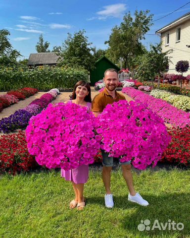 Гигантские ампельные петунии