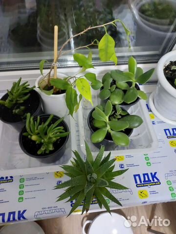 Комнатные растения