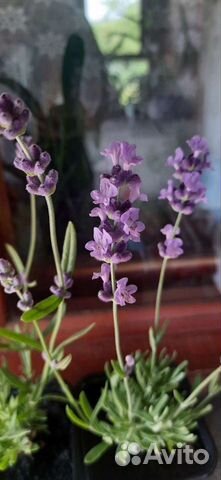 Лаванда саженцы