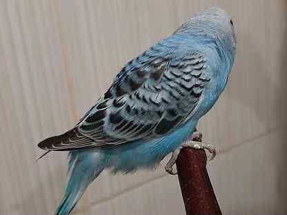 Купить недорого птиц 🐦 в Бокситогорске: попугаи, куры, голуби 