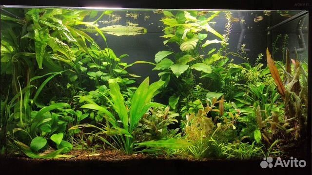 Аквариум Aquael Glossy 80