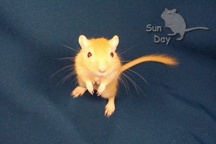 Монгольские песчанки из питомника