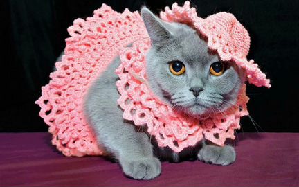 Вязание одежды для домашних животных