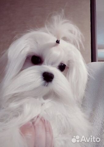 Вязка.Мальтезе ультра-мини (вес 1,4)