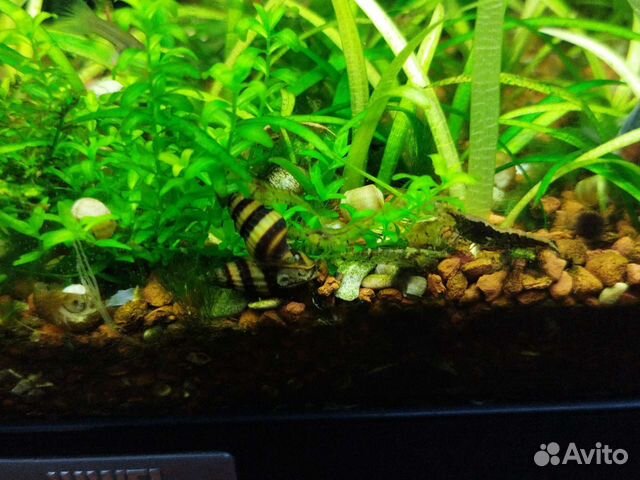 Хищная улитка хелена