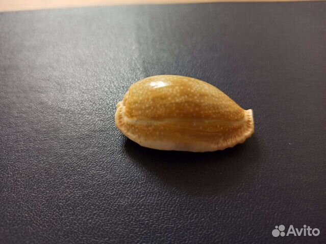 Морская раковина