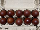 Инкубационное яйцо Маран и Бресс-гальские
