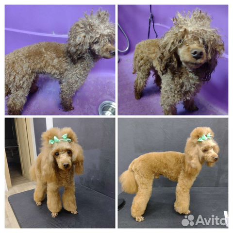 Груминг собак