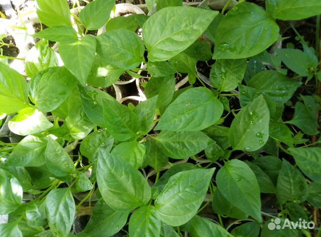 Рассада помидор, огурец, перца, баклажан, капусты