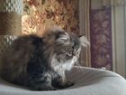 Продаются котята персы объявление продам