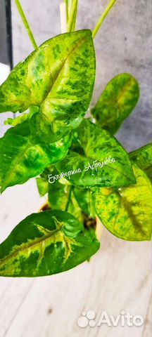 Сингониум Кристмас Клон