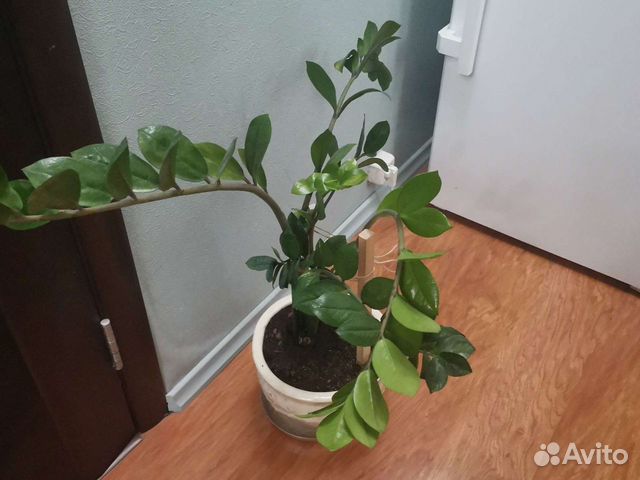 Замиокулькас