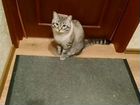 Тайский котик ищет дом