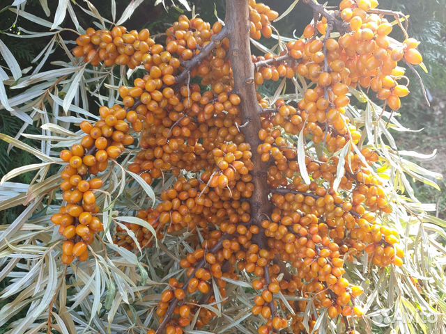 Облепиха сорт Ананасная и москов-красавица 1-5лет