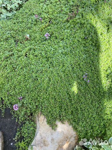 Тимьян ползучий, мшанка