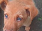 Голубоглазый щенок, метиска лабрадора
