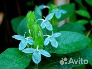 Семена комнатные растения