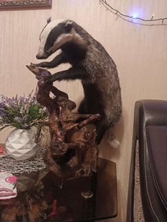 Чучела животных