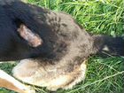 Немецкая овчарка, слепая,выкинули бедное животное