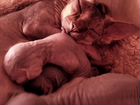 Канадский сфинкс бронь котят объявление продам