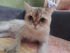 Абиссинская и британская золотая кошки объявление продам