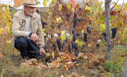 Саженцы винограда продаю