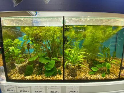 Живые растения для аквариума