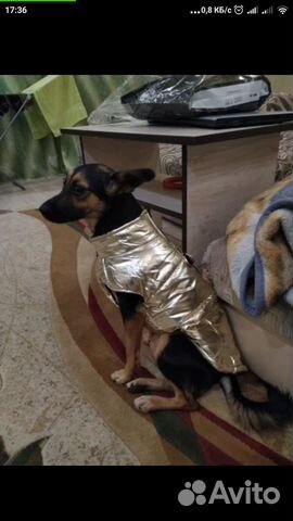 Одежда для собак