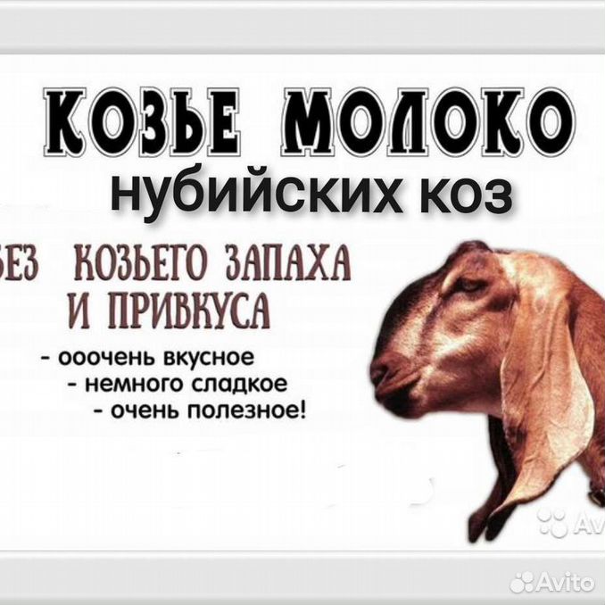 Продаю козье молоко картинки