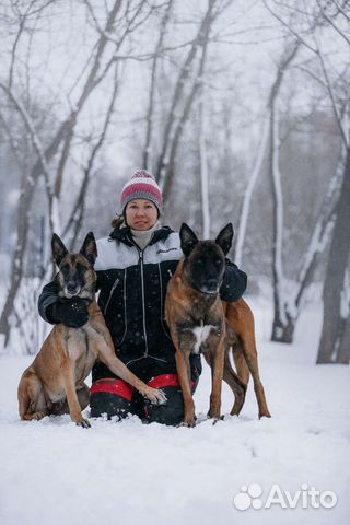 Профессиональная дрессировка собак