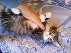 Сибирские пушистые котята в ответственные руки объявление продам