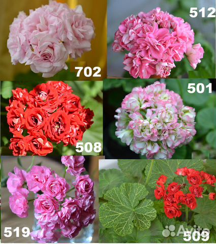 Пеларгонии розебудные\розоцветные-укорененные чер