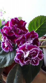 Глоксинии, тидеи