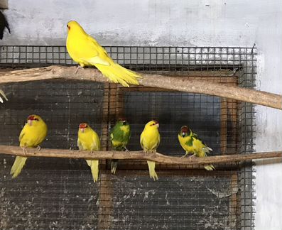 Попугаи Какарики птенцы