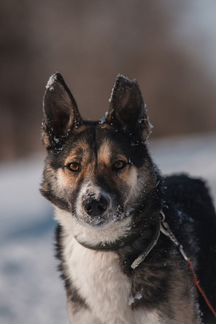 Красавец Альбус ищет дом