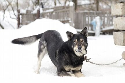 Собака Бакс в добрые руки